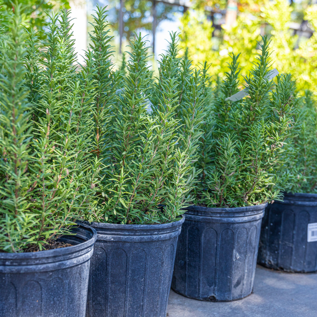 Upright Rosemary